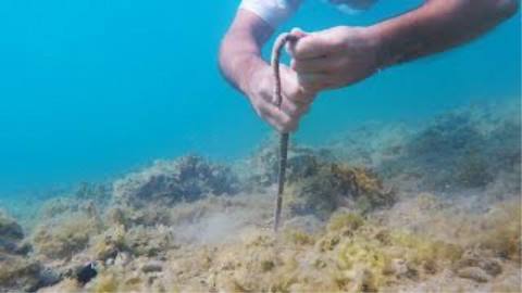 【密恐慎入】水下捕捉博比特虫